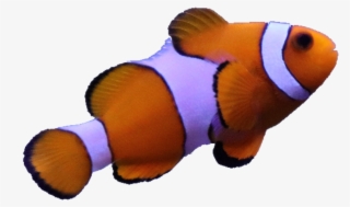 #fish #anemone #nimo #real #animal #sea #orange #white - Coral Reef Fish #9518751