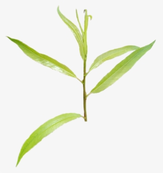 Black-willow - Bay Laurel #9523612 Black-willow - Bay Laurel #9523612