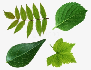 Free Png Download Green Leaves Png Images Background - Green Leaves Leaf Png #9525737
