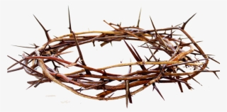 Crown Of Thorns #9525739