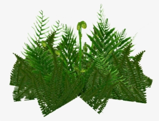 Ferns Png - Christmas Tree #9526840
