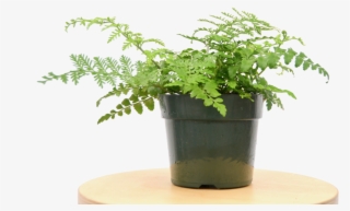 Austral Gem Fern - Flowerpot #9526877
