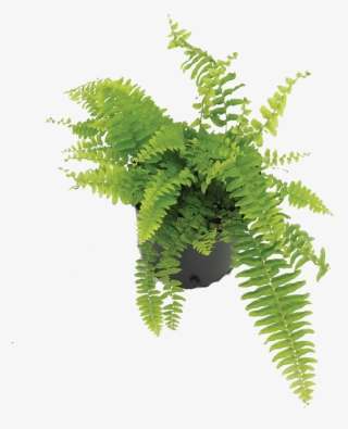 Boston Fern - Fern #9526880
