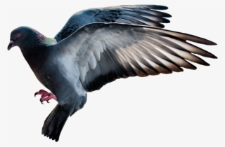 #mq #bird #birds #flying - Rock Dove #9527812