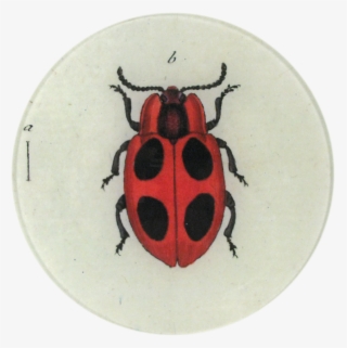 Ladybird Beetle #9528595