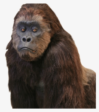 The World Truly Loves A Great Performer Inside A Wonderful - Realistic Gorilla Suit #9528743