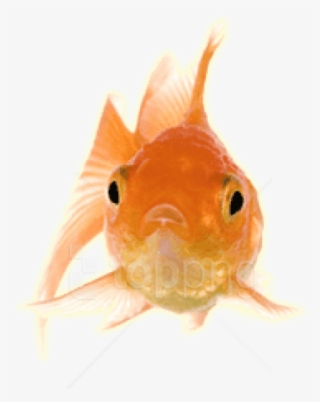 Free Png Download Gold Fish Front Png Images Background - Transparent Goldfish Gif #9529213