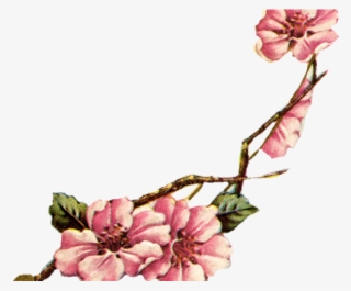 Sakura Blossom Clipart Vintage - Flower Vintage Cherry Blossoms #9530268