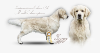 Golden Retriever Iker Du Bois De La Rayere - Golden Retriever #9531089