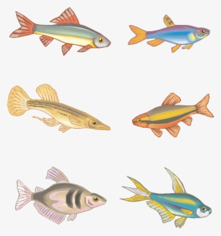 Vector Fish Hand Drawn Marine Animals Png And Image - Bony-fish #9532175