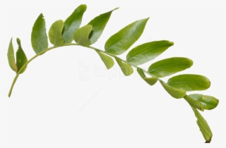 Free Png Download Leaves Png Images Background Png - Stem And Leaf Png #9532445