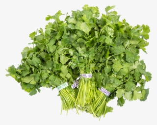 Cilantro - Parsley #9532645