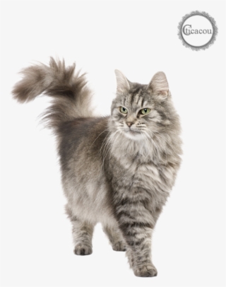 Tube Chat Png - Persian Cat Png #9533305