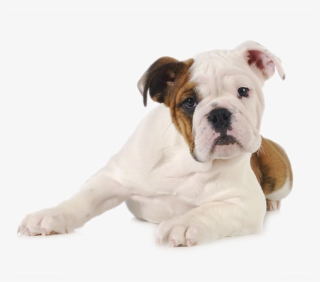 Durango Dog Trainer - Pet Fundo Branco #9534392