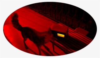 Oval Coyote Radio - Circle #9536383