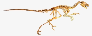 Dromaeosaurus Albertensis - Dromaeosaurus Skeleton #9536815