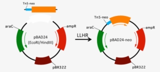 Diagram Of Llhr By Using Short Homology Arms - Diagram #9538924