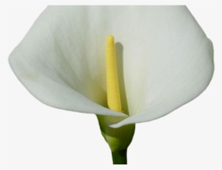 Easter Flower Clipart Calla Lily - Arum #9539134
