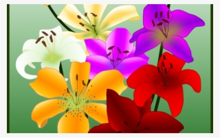 Flower Drawing Yellow Easter Lily Petal Free Commercial - Tiger Lily #9539282