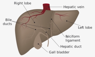 Open - Liver Draining Lymph Node - Free Transparent PNG Download - PNGkey