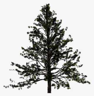 Pine Trees - Pine Tree Transparent Png #9541262