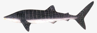 Wale Shark - 鯨鯊 #9542092