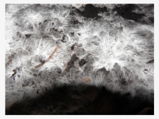 The Future Is Fungi - Frost #9542315