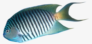 Tropical Fish Clipart Realistic #9543944