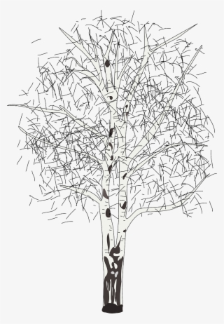 17 - Birch - Silver Birch Tree Clipart #9545846