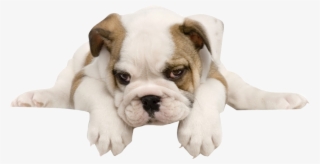 Free Download French Bulldog Toy Bulldog American Bulldog - Perros Con Fondo Blanco #9548189