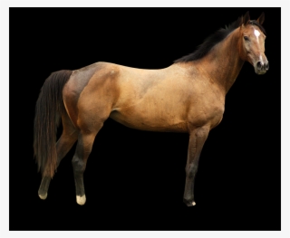 Free Horse Png Images - Stallion #9548235