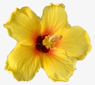 Flower Sticker - Hawaiian Hibiscus #9548277
