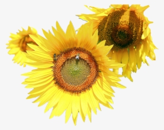 Sunflower Png Transparent Sunflower Png Image Free Download Pngkey