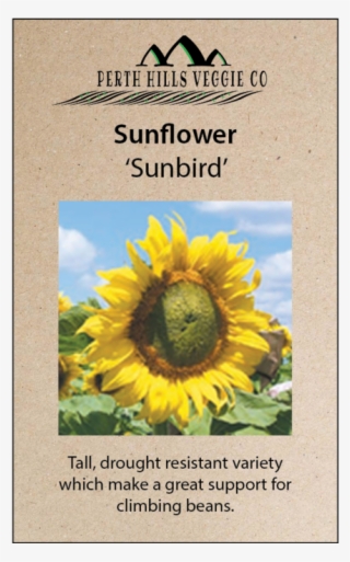 690 X 690 2 - Sunflower #9549822