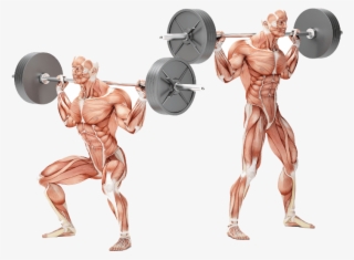 Bodybuilding Personal Training Exercises - Squat Excentrisk #9550901