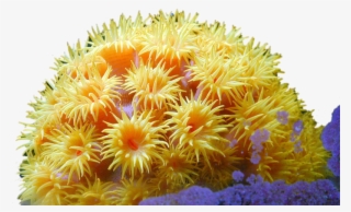 Nature Coral Reef Plants, Coral Reefs, Exotic Fish, - Coral Psd #9551201