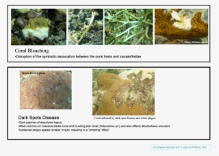 Reef Resilience Disease Management Resource - Marine Biology #9551279