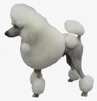 Poodle Png - Poodle Transparent Png #9551846