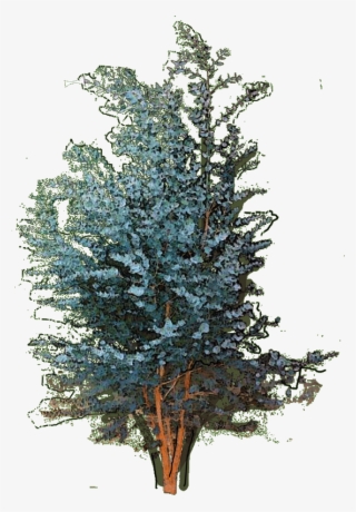 127260 Fagus Sylvatica Dawyck Gold1 W 23 Jan 2019 - Colorado Spruce #9552360