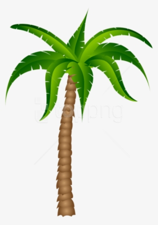 Free Png Download Palm Tree Transparent Picture Png - Palm Tree With No Background #9553334