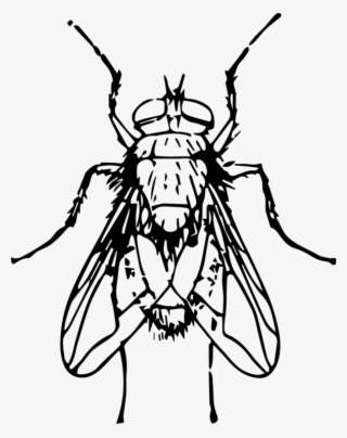 Drawing Line Art Insect Fly Blow Flies - Blow Fly Clip Art #9554401