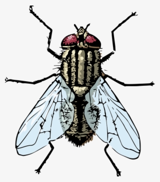 Flies Clipart Flie - Clipart Housefly #9554450