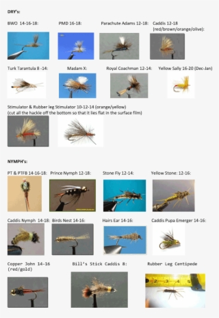 Animal #9554670