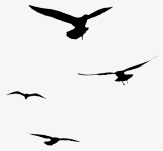 Silhouette Sticker - Flight #9557087