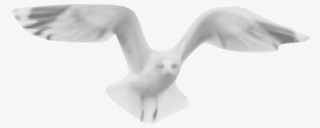 This Free Icons Png Design Of Seagull 01 #9557354