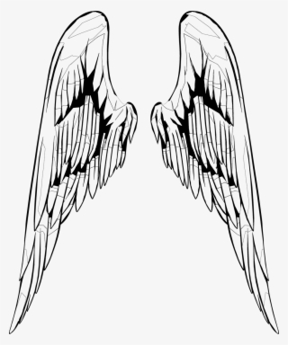 Wings,wing,inside - Sketch - Free Transparent PNG Download - PNGkey