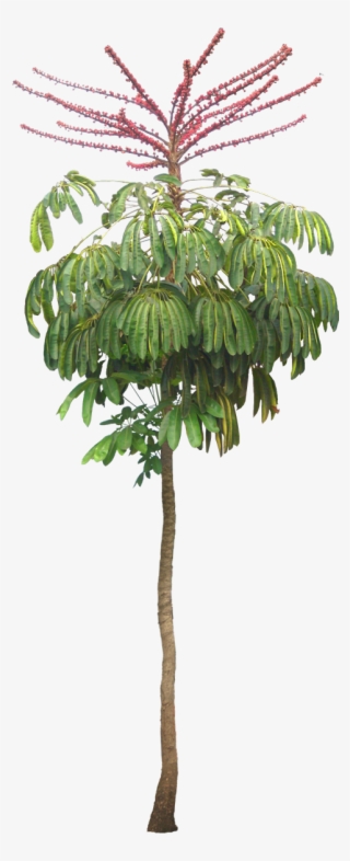 Landscape Architecture Drawing, Landscape Design, Garden - Schefflera Actinophylla Png #9558800