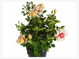 170mm Sweet Spot Yellow Rose - Garden Roses #9559055