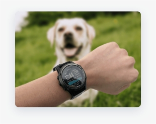 Photo Of Garmin Watch With A Dog - Labrador Retriever #9561297