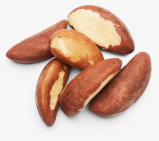 Brazil Nuts Images - 1 Brazil Nut Top View #9561475 Brazil Nuts Images - 1 Brazil Nut Top View #9561475